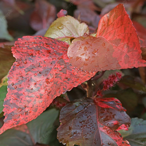 Copper Leaf Louisiana 3 Gallons