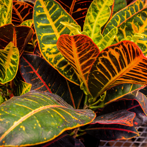 Croton Petra Liners