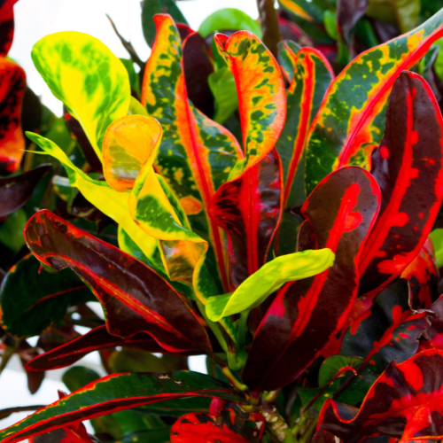 Croton Mammy 3 Gallons – D&A Nursery