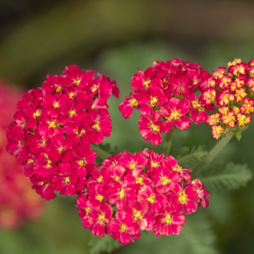 Lantana Red Liner