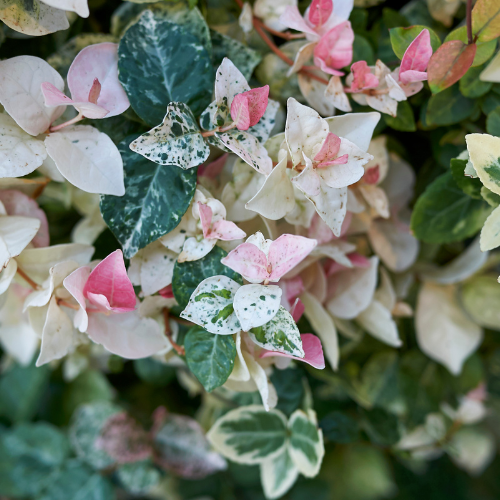 1 Gallon Minima Jasmine Tricolor – D&A Nursery