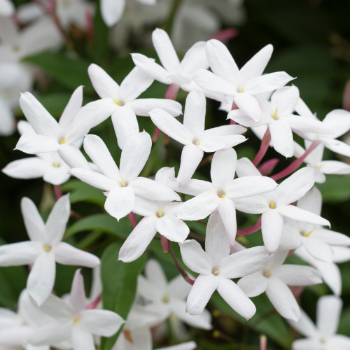 1 Gallon Minima Jasmine