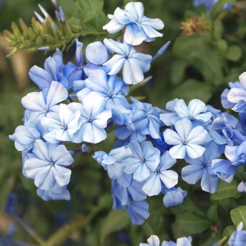 1 Gallon Plumbago