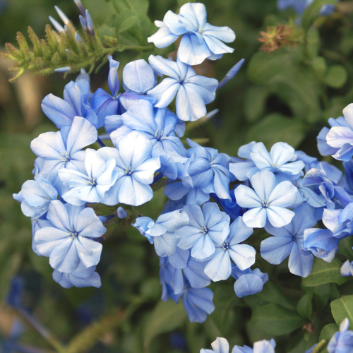 1 Gallon Plumbago – D&A Nursery