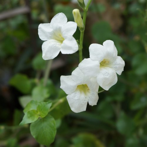 1 Gallon Ruellia Dwarf White