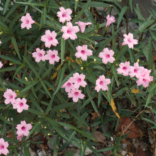 1 Gallon Ruellia Dwarf Pink