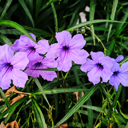 1 Gallon Ruellia Purple Shower