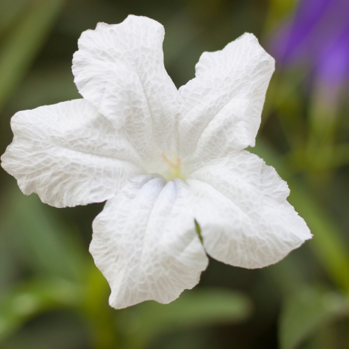 1 Gallon Ruellia White