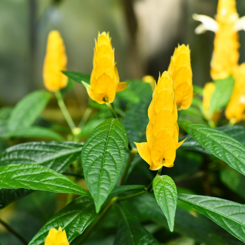 1 Gallon Shrimp Plant - Yellow