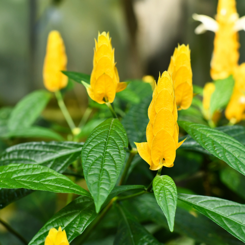 1 Gallon Shrimp Plant - Yellow  D&A Nursery