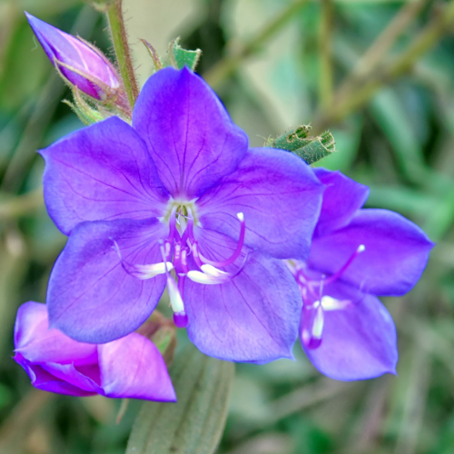 1 Gallon Tibouchina Dwarf