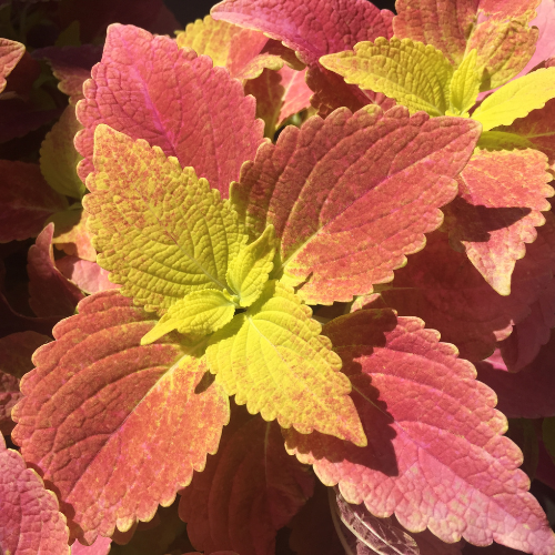 1 Gallon Copper Leaf