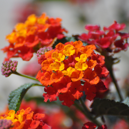 1 Gallon Lantana - Sunset