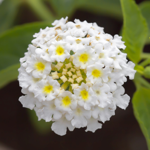 Lantana - White Liner