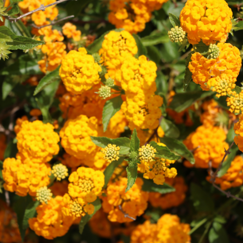 Lantana - Yellow Liner