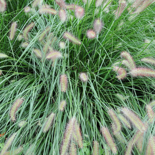 1 Gallon White Fountain Grass